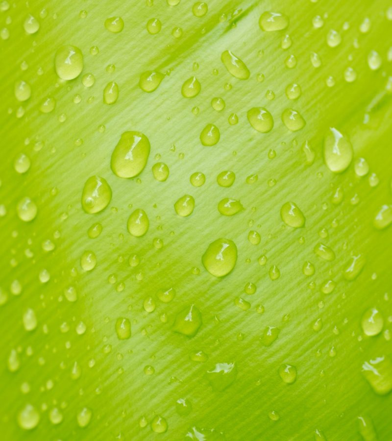 clean-close-up-dew-green-574373