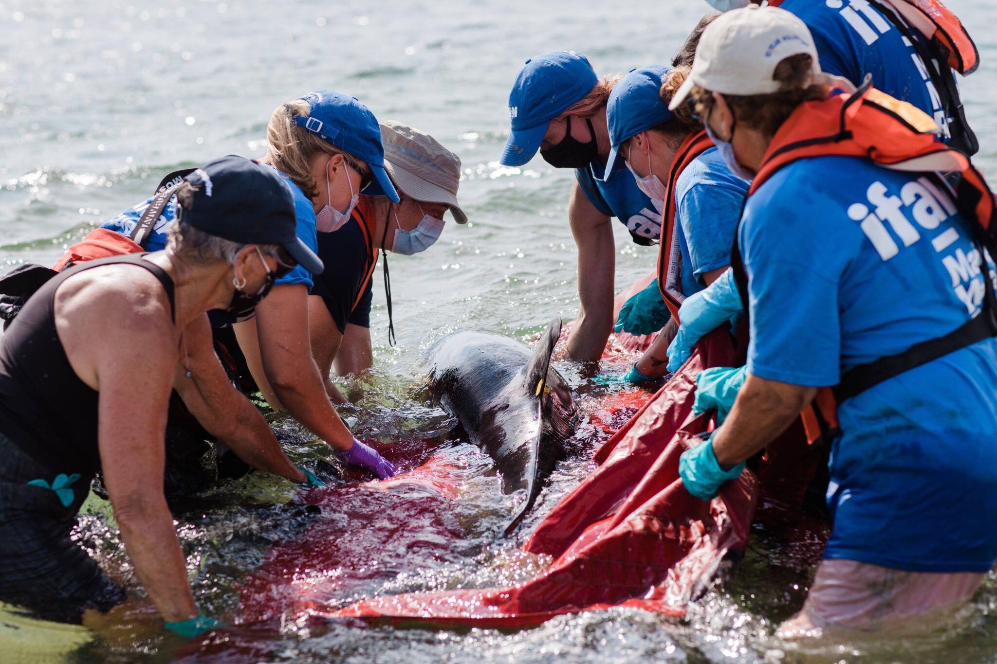 people putting a dolphin back in water